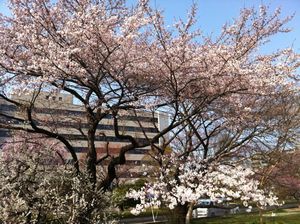 2012気象台桜.jpg