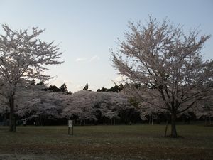 2010桜_三神峯公園1.jpg