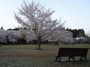 桜と長椅子.jpg